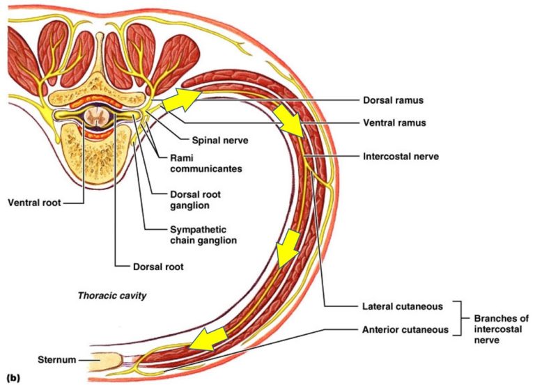 upper-back-stomach-pain