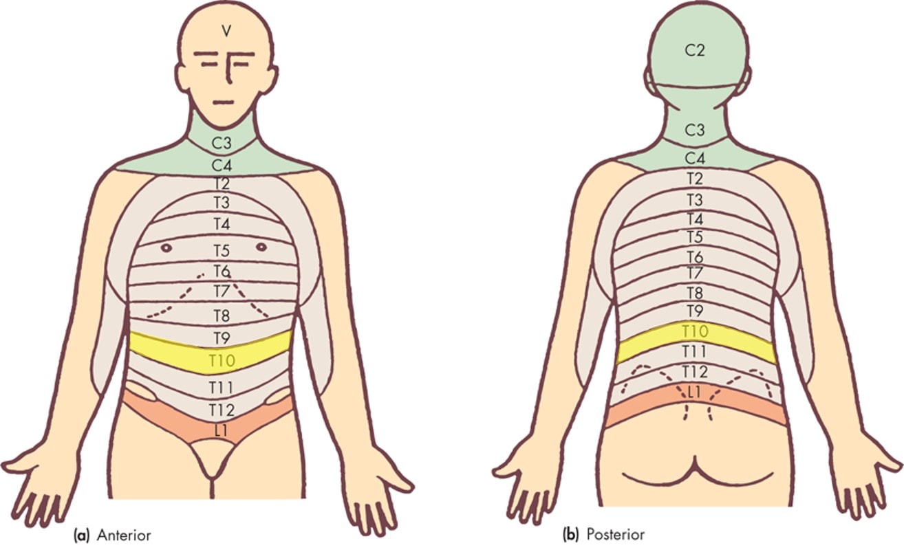 Upper Back Stomach Pain