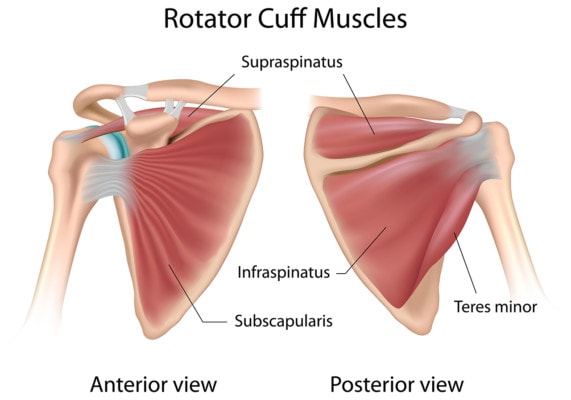 Illustration showing rotator cuff anatomy