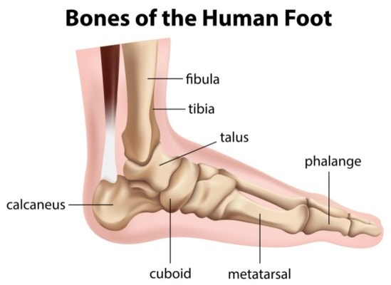 Medical illustration showing the bones of the human foot