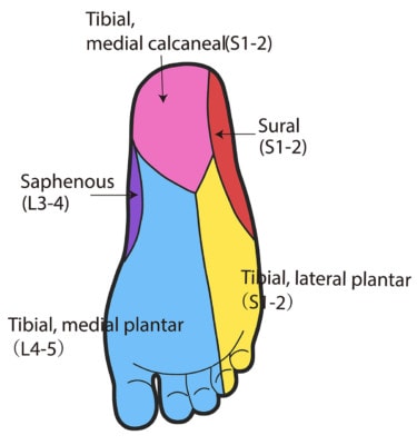 Medical illustration showing which parts of the foot are connected to which low back nerve