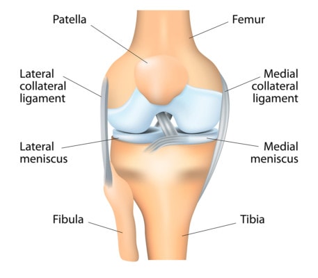 Medical illustration showing the anatomy of the knee