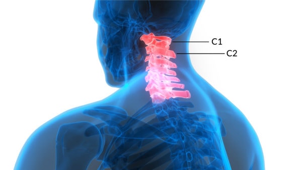 Cervical spine anatomy showing C1 and C2 vertebrae