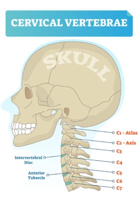 Medical illustration of cervical vertebrae and the skull