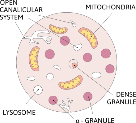 Medical illustration of a platelet