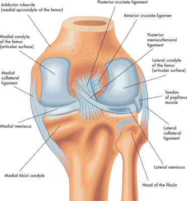 Medical illustration of Anatomy of the back of the right knee