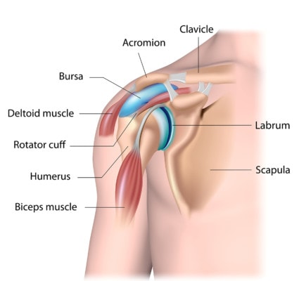 Medical illustration of shoulder joint structure labeled