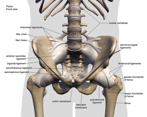 Medical illustration showing hip bones and ligament