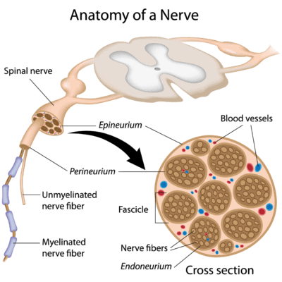 Anatomy of a nerve including a cross section.