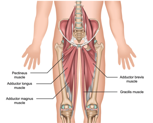 Medical illustration showing the muscles and structure around the pelvis and thighs
