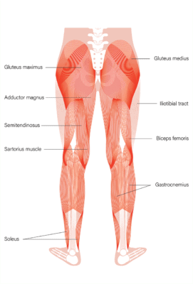 Medical illustration showing the rear view of the muscular system of human legs