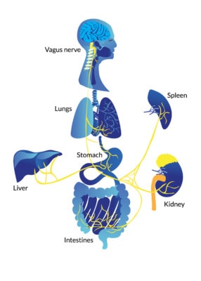 Medical illustration showing the vagus nerve and the organs it's connected to. It's the the longest, largest, and most complex of the cranial nerves.