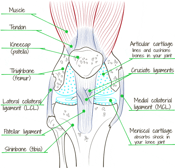 Skeletal Anatomy Of The Knee