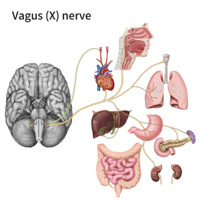 Medical illustration showing the brain, the vagus nerve and the organs it's connected to