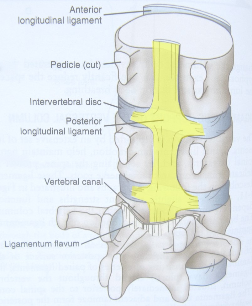 posterior longitudinaal ligament