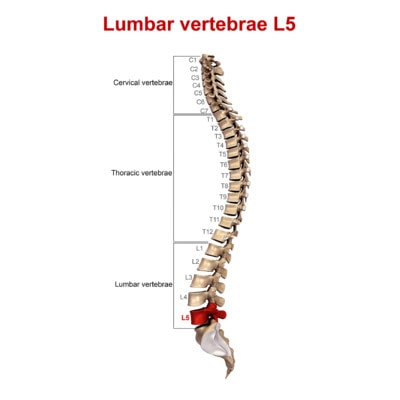 Illustration of åthe spine or lumbar vertebrae with L5 highlighted.