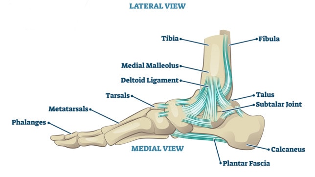 how-to-heal-a-torn-deltoid-ligament-regenexx