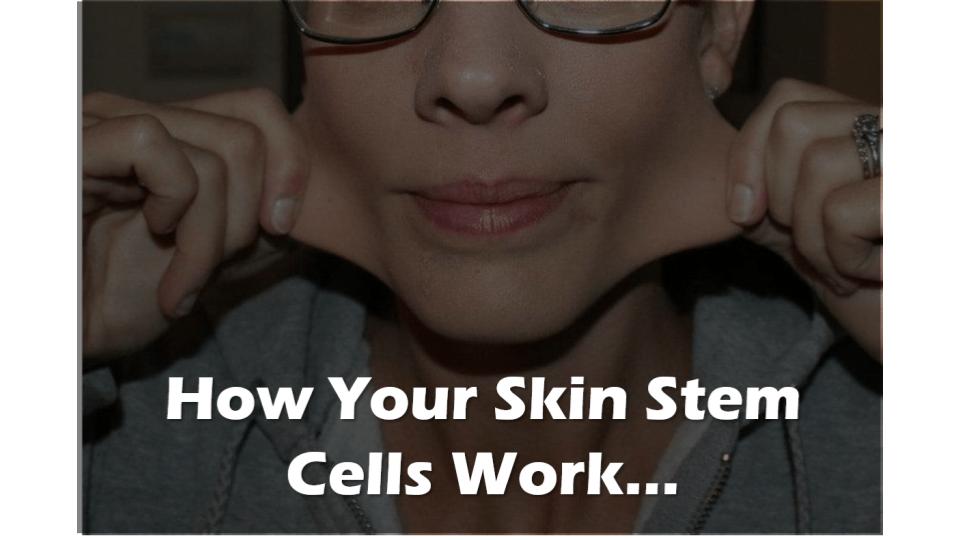 skin stem cells