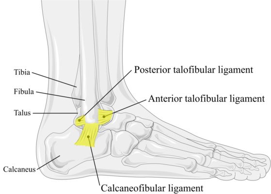 Ankle Taping 101: How To Wrap A Sprained Ankle - Regenexx