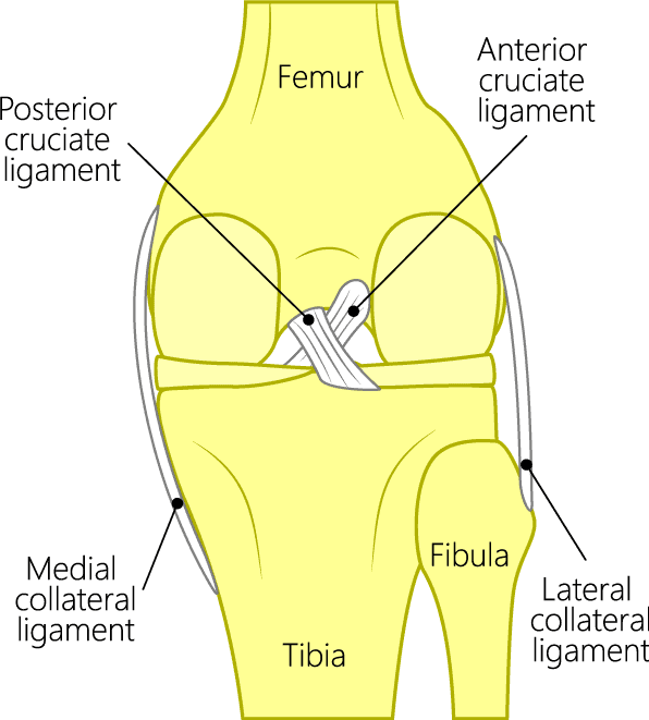 Image of knee joint anatomy showing ACL and PCL