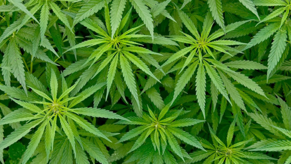 Close-up on the leaves of multiple cannabis plants