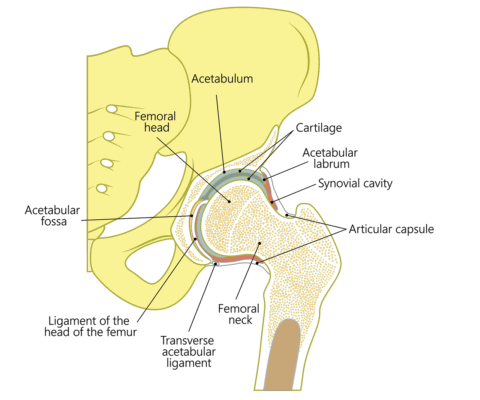 Medical illustration anatomy of a healthy human hip joint showing the frontal section of hip joint
