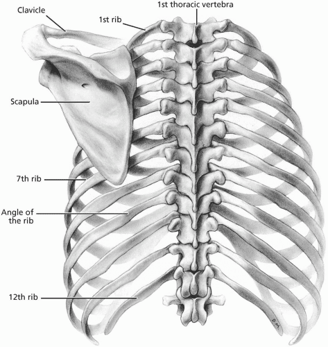 Medical illustration of thoracic vertebra and ribs