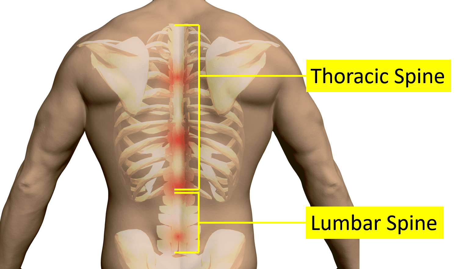 upper back and rib pain