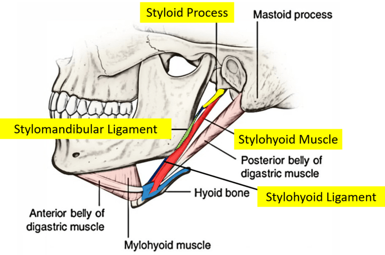 What Is Eagle Syndrome? - Regenexx