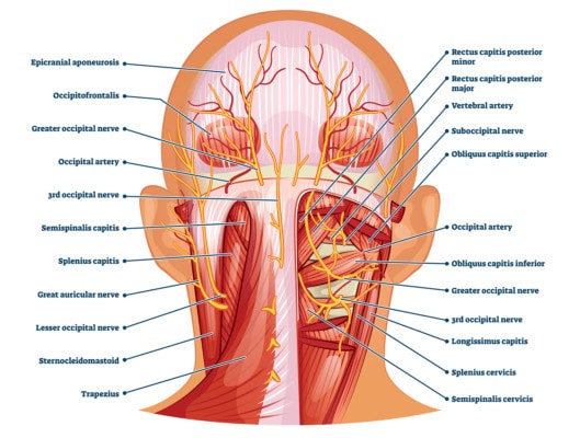 Medical illustration showing the anatomy of the back of the head and neck including muscles, nerves and arteries 