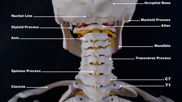 Photo of a model skeleton showing the bottom of the skull and the back of the upper neck with the cervical vertebrae labeled