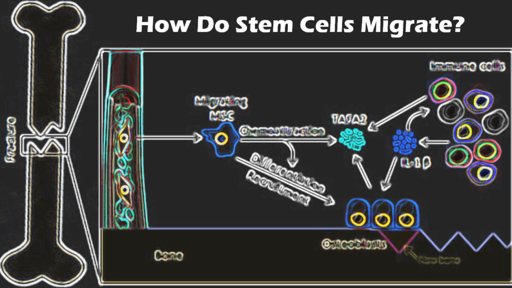 How Do Stem Cells Get from Point A to B?