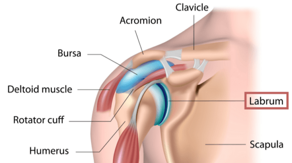 Medical illustration of shoulder anatomy. 