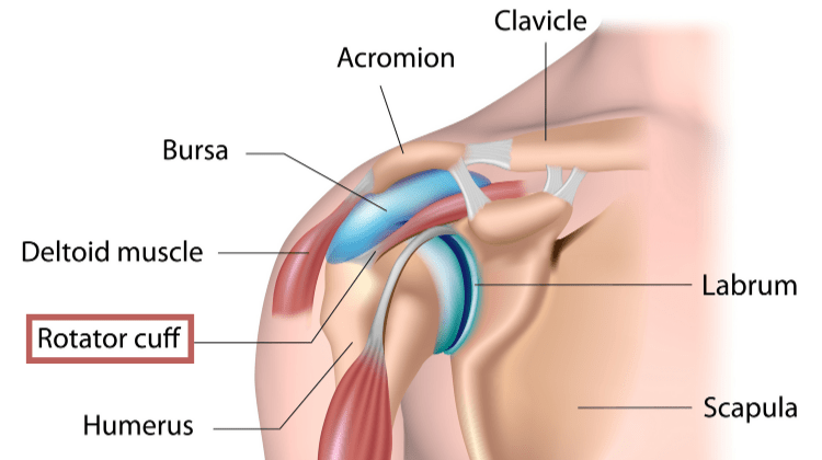 Shoulder joint anatomy highlighting the rotator cuff