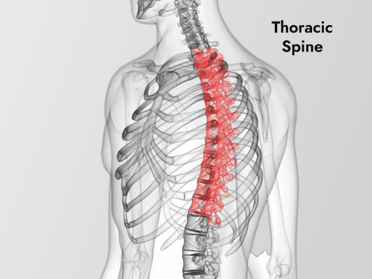 3d rendered medically accurate illustration of the thoracic spine
