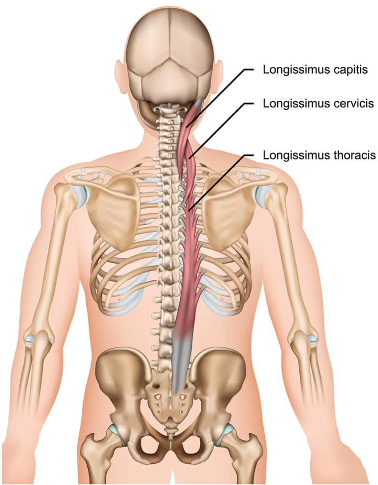 Back And Rib Pain What Causes Back Rib Pain and How Can You Treat It? - Regenexx