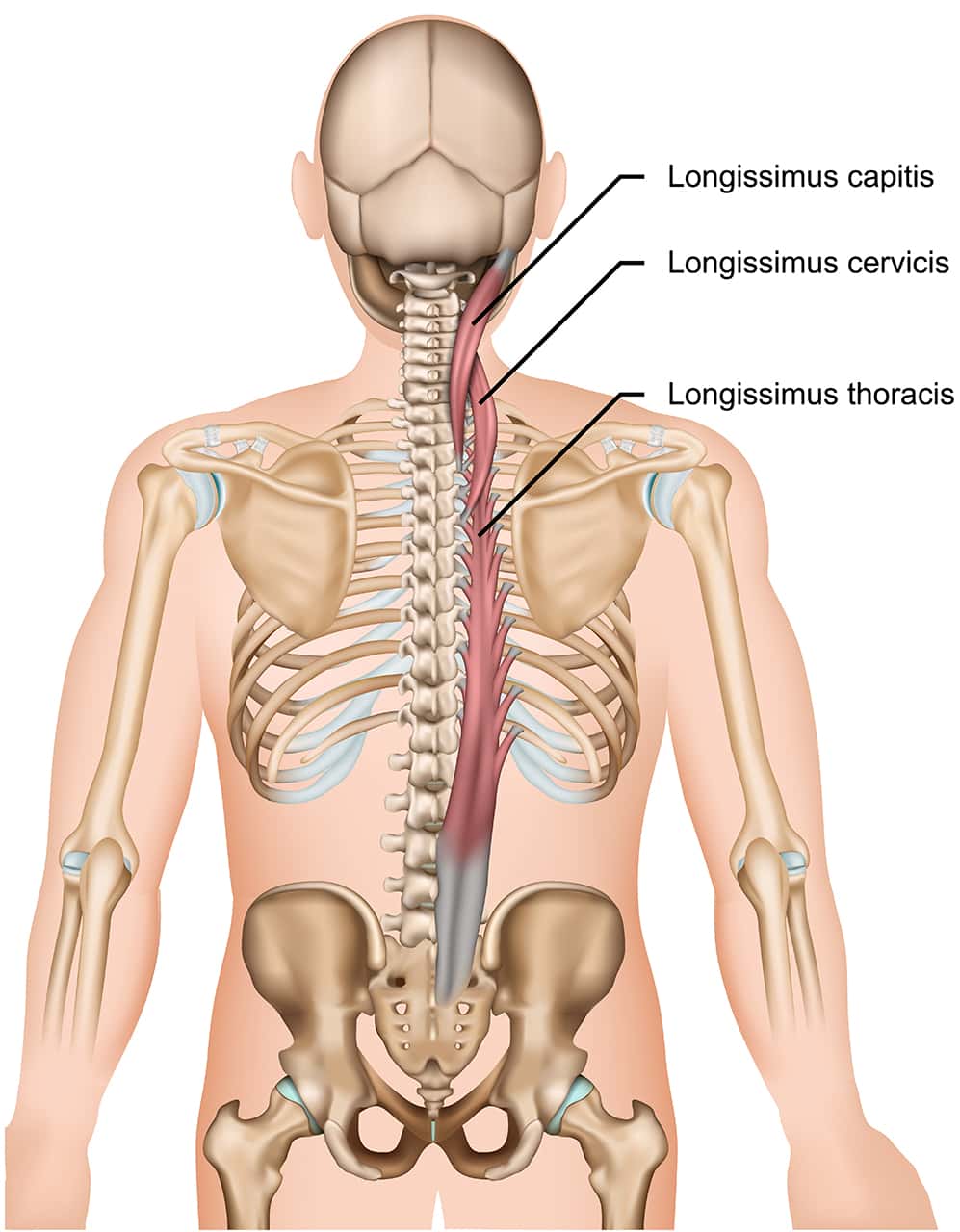 Erector Spinae