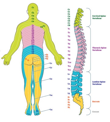 Medical illustration showing the nerve zones on the back of the body as related to the parts of the spine