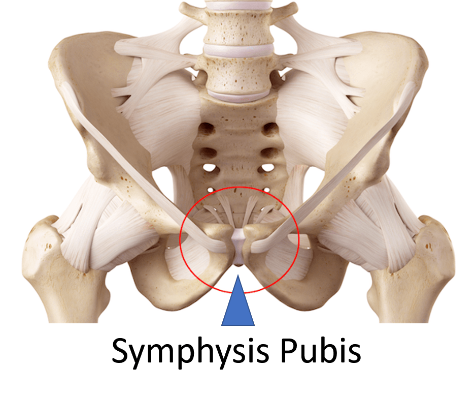 Medical illustration showing the hip ligaments