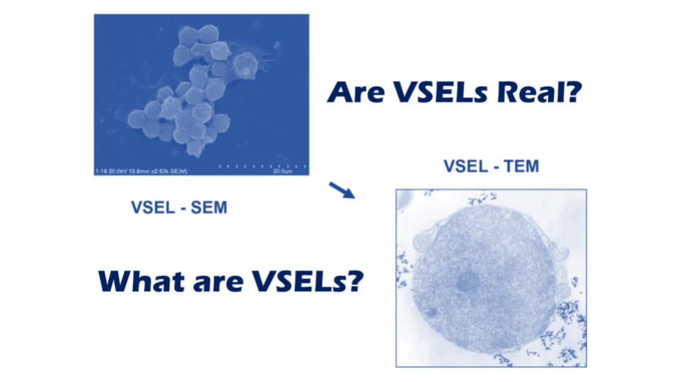 what are VSEL stem cells