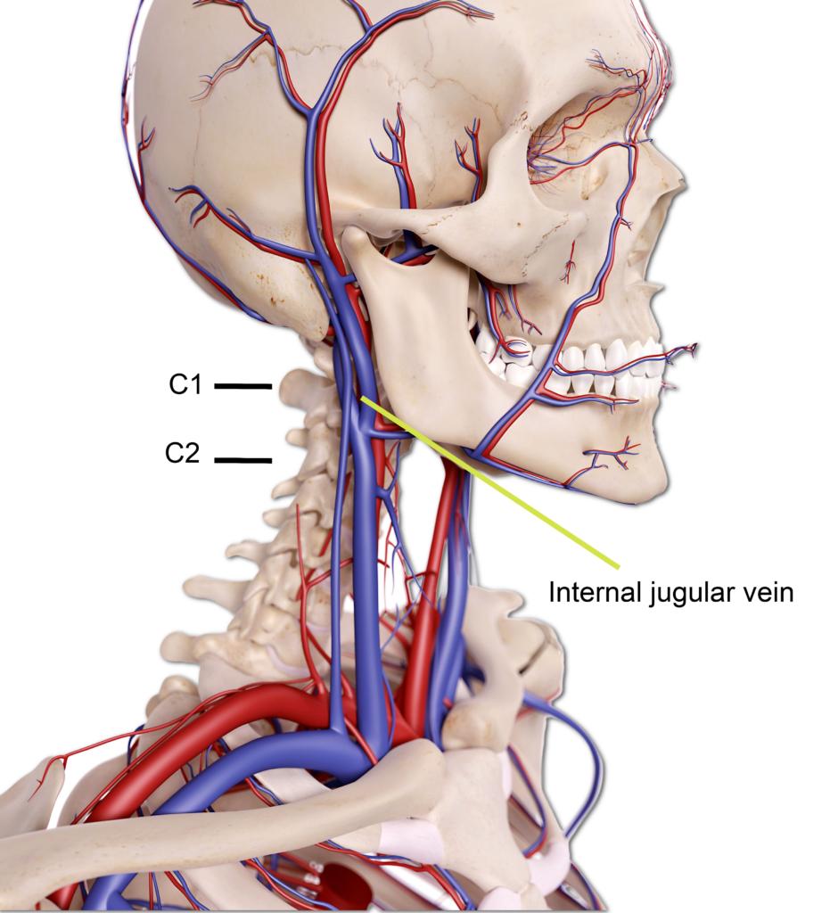 medical accurate illustration of the blood vessels of the head and highlighting the internal jugular vein
