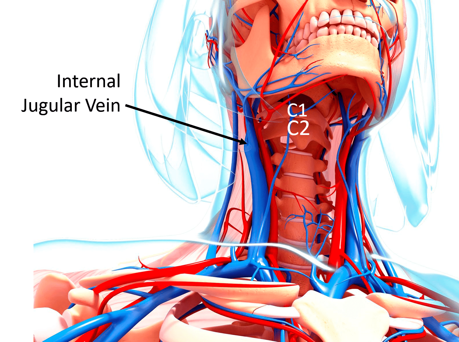 carotid versus jugular venous distention