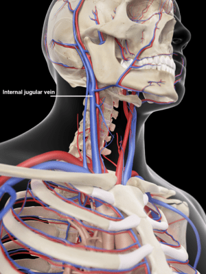 Medical illustration of the veins and arteries of the head including the jugular vein