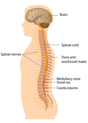 Medical illustration showing the brain and the spine