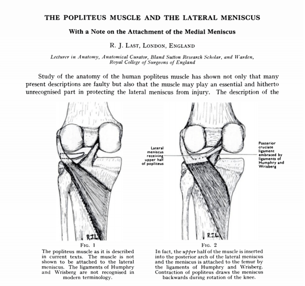 popliteus muscle lateral meniscus