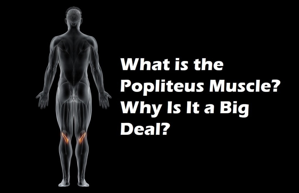 what is the popliteus muscle