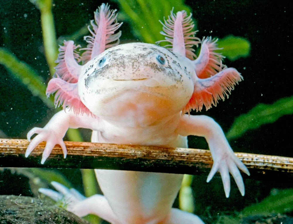 Axolotl Bio