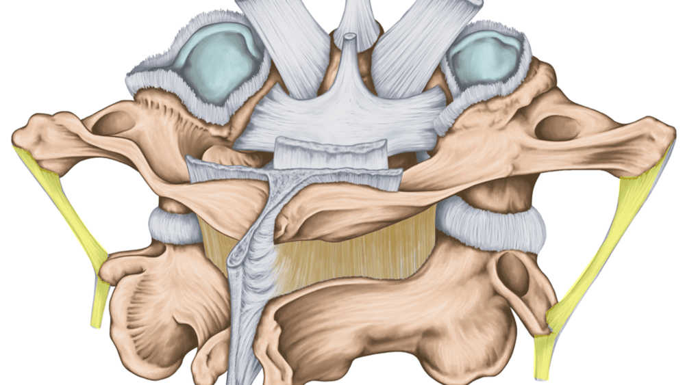 What Are the Intertransverse Ligaments?