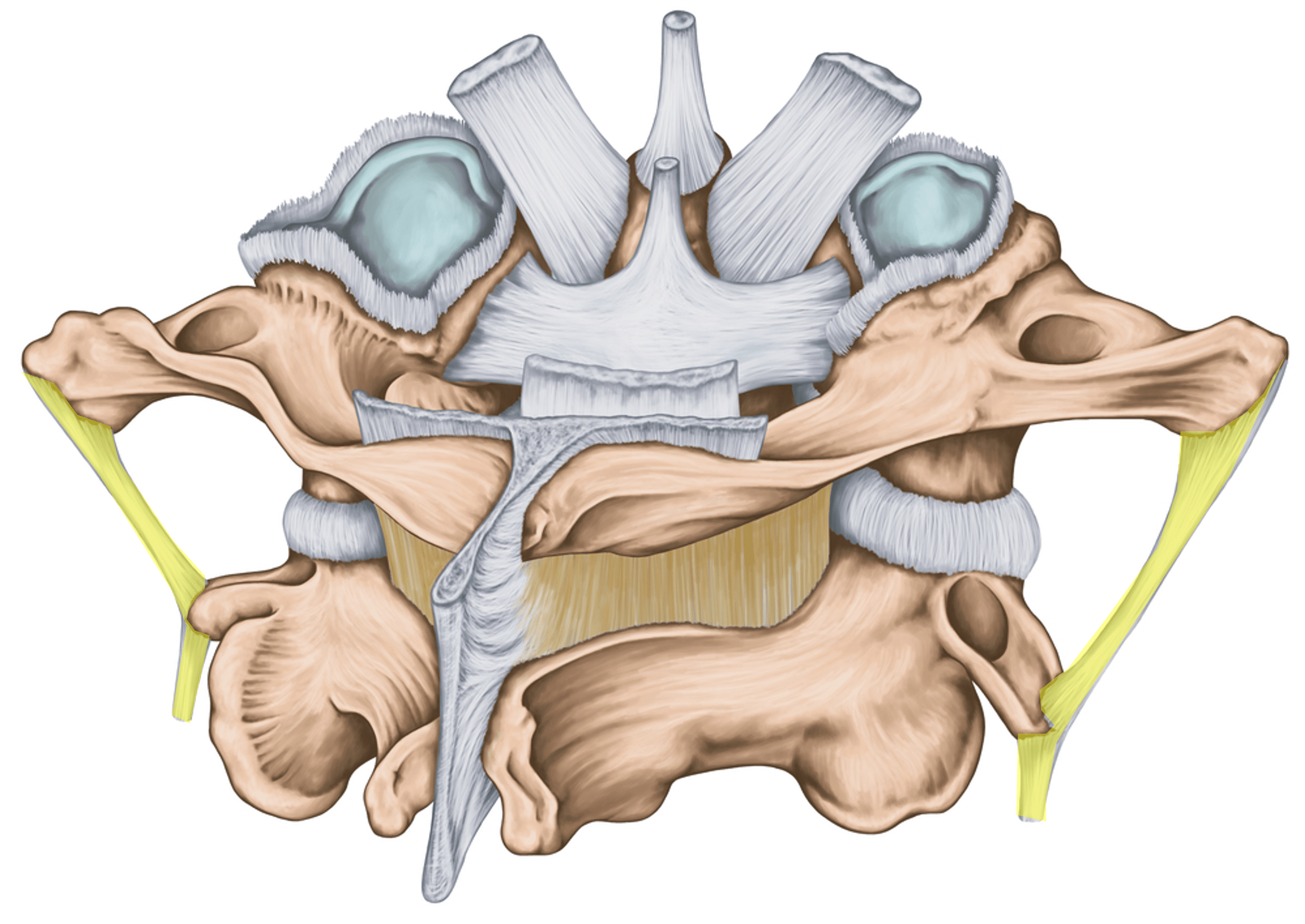 transverse ligament cervical spine