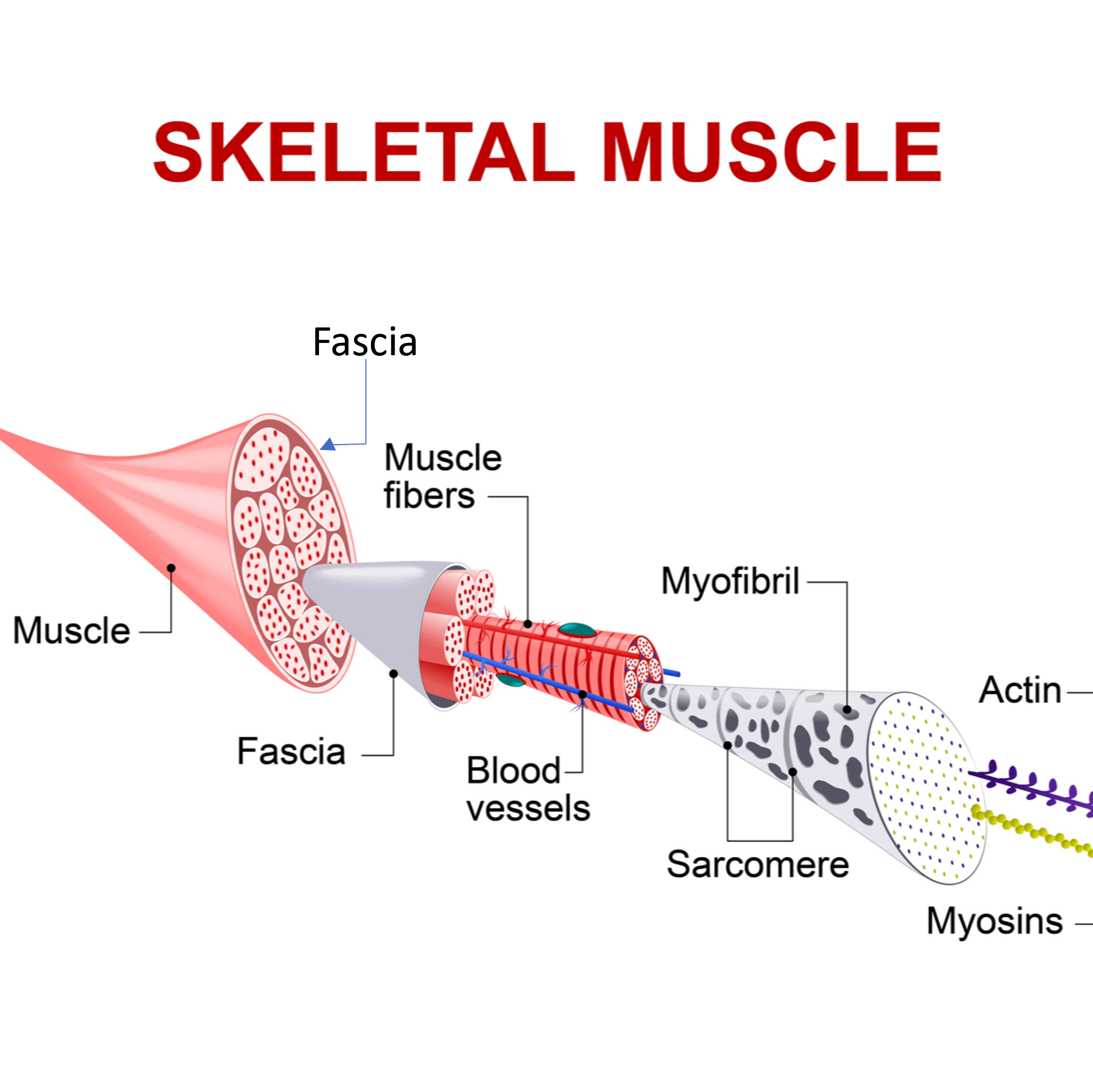 What Kind Of Tissue Is Fascia At Latoya Zell Blog What Kind Of Tissue Is Fascia At Latoya Zell Blog